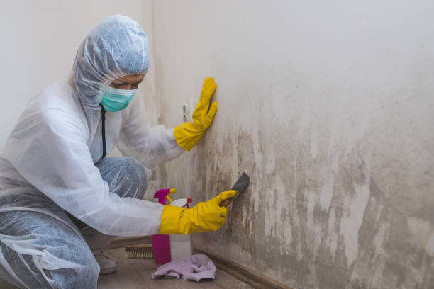 Office Mold Removal Services in Lithopolis, OH