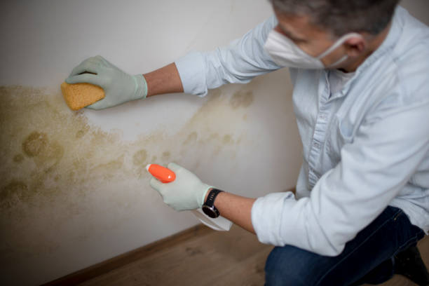 Best Mold Remediation  in Lithopolis, OH